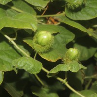 Passiflora foetida L.